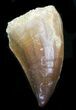 Mosasaur (Prognathodon) Tooth #32294-1